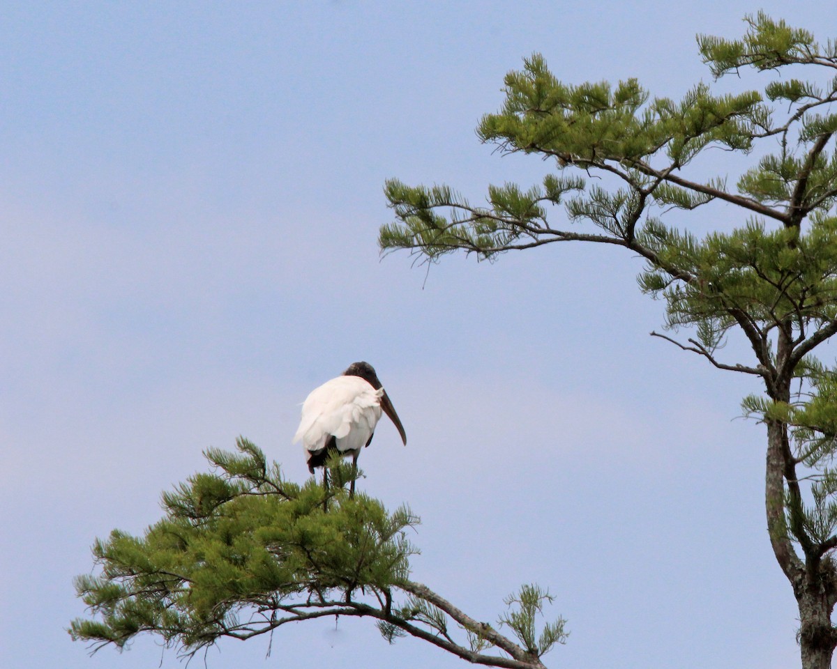 Wood Stork - ML619591958