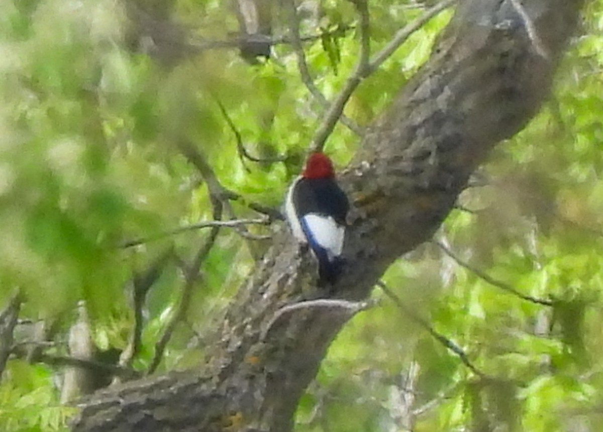 Red-headed Woodpecker - Chase Masters