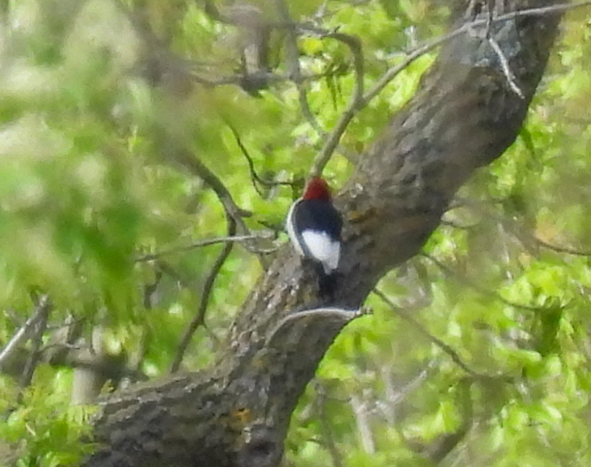 Red-headed Woodpecker - Chase Masters