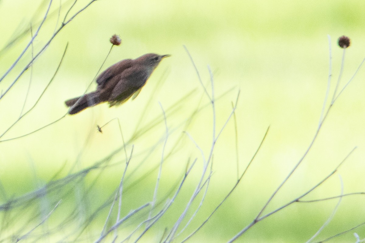 House Wren - Jeff Hullstrung