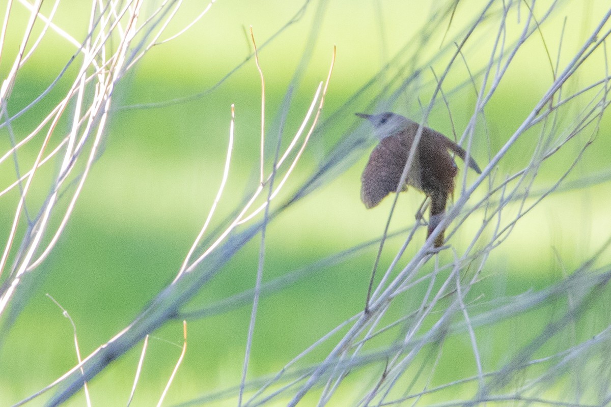 House Wren - Jeff Hullstrung