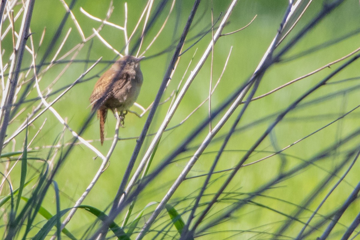 House Wren - Jeff Hullstrung