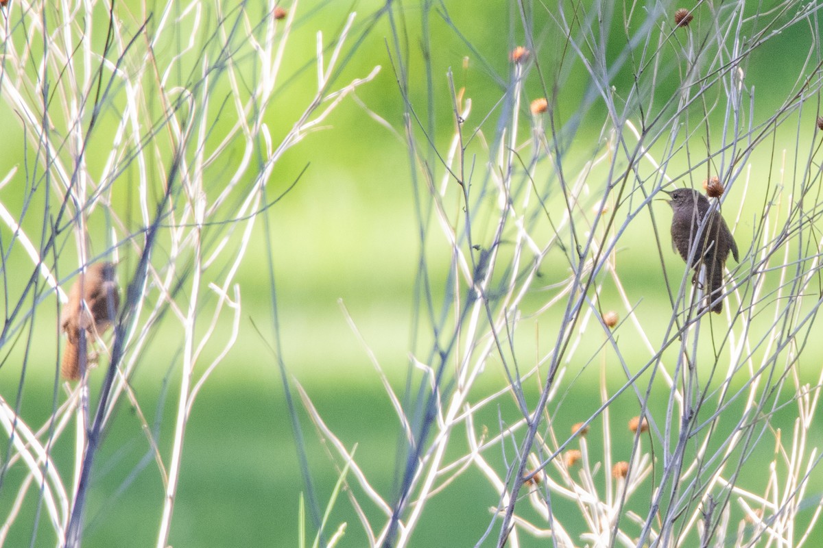 House Wren - Jeff Hullstrung