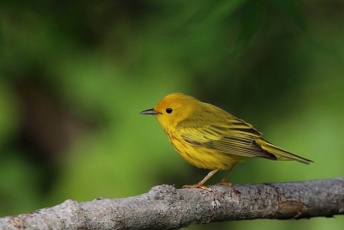 Yellow Warbler - ML619591969