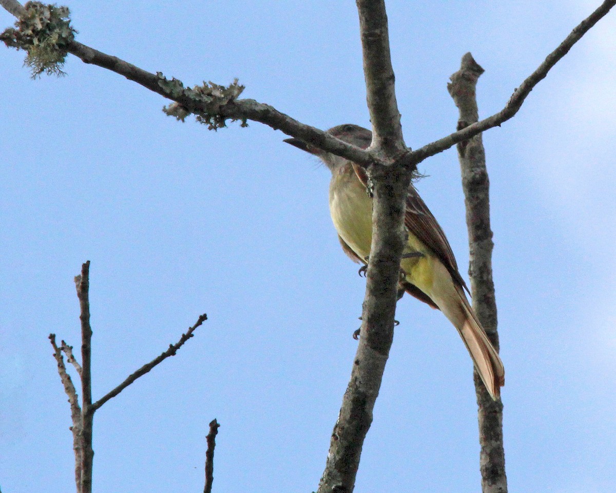 Great Crested Flycatcher - Mary Keim
