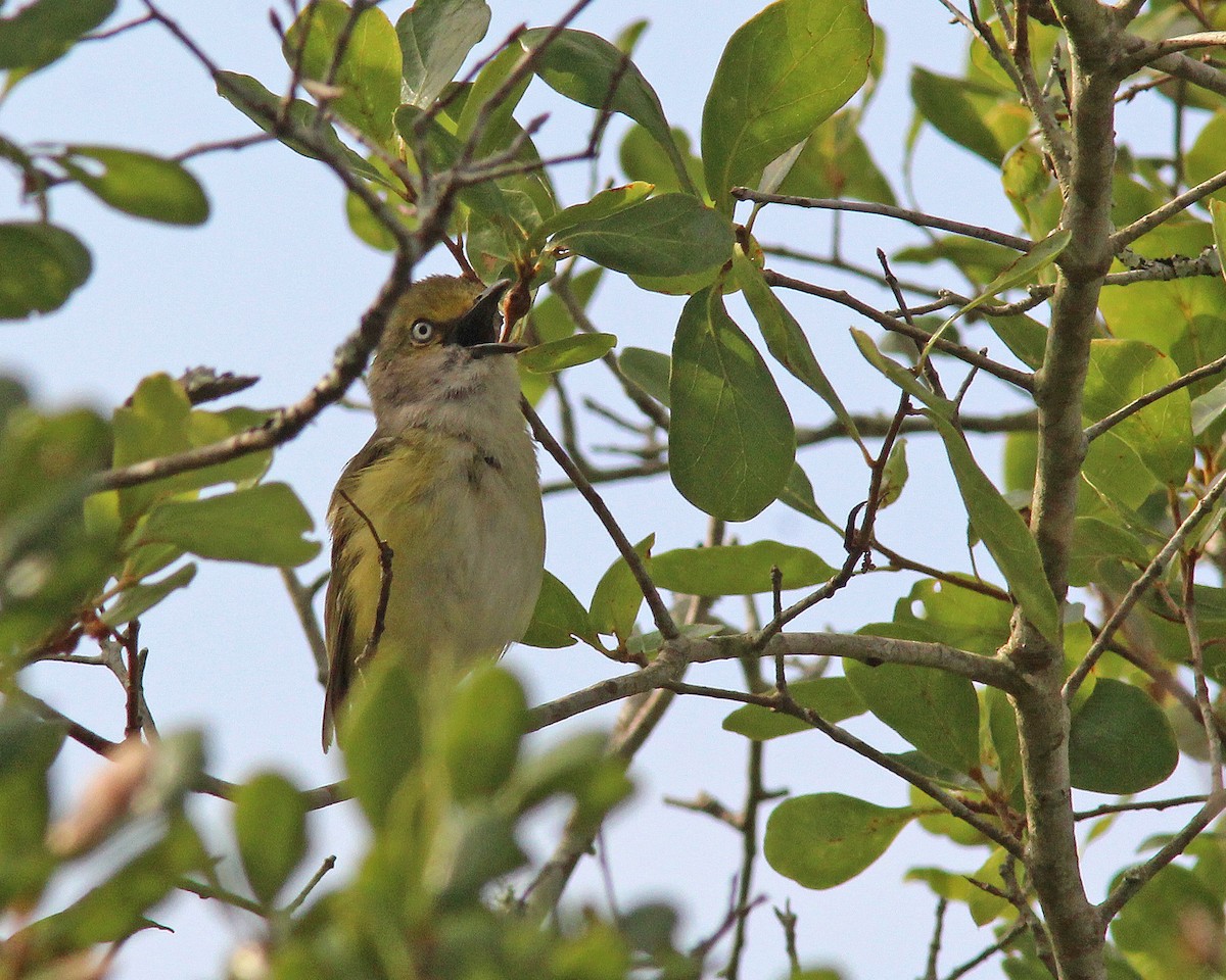 Weißaugenvireo - ML619591986