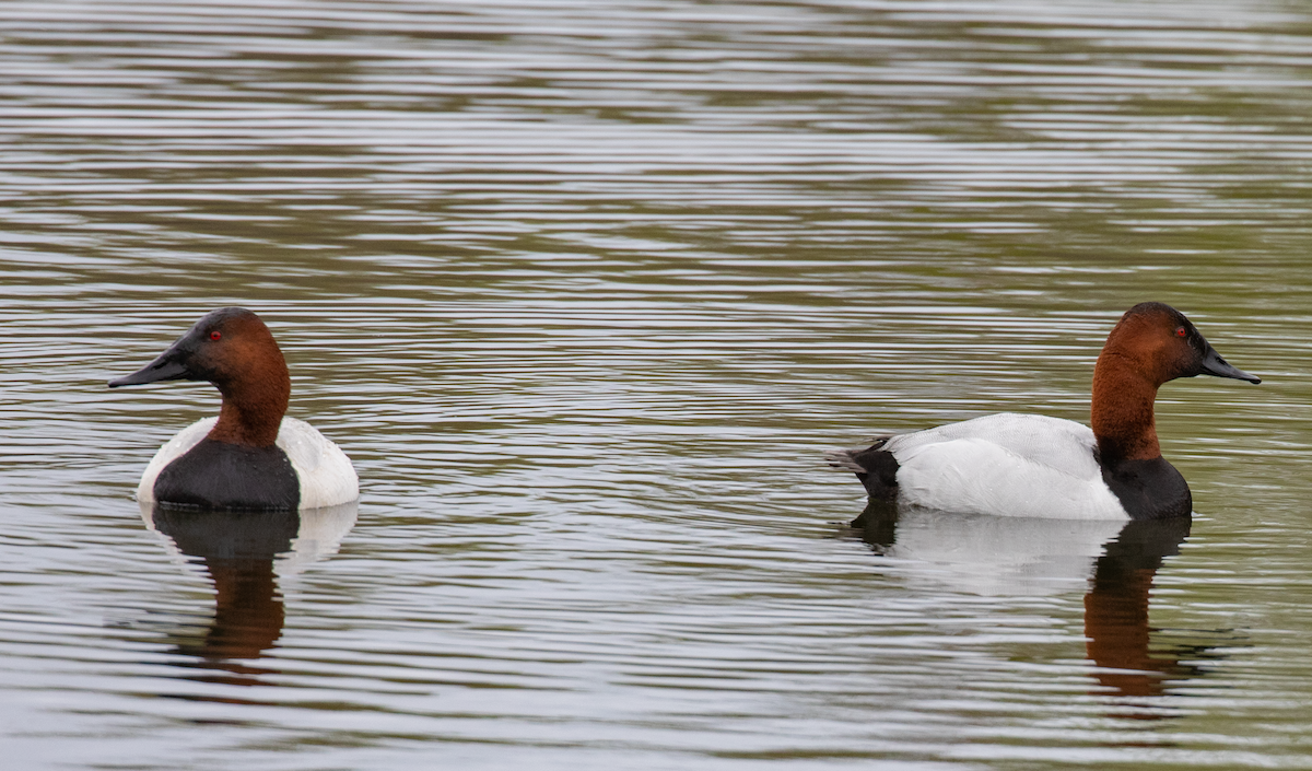 Canvasback - Anonymous