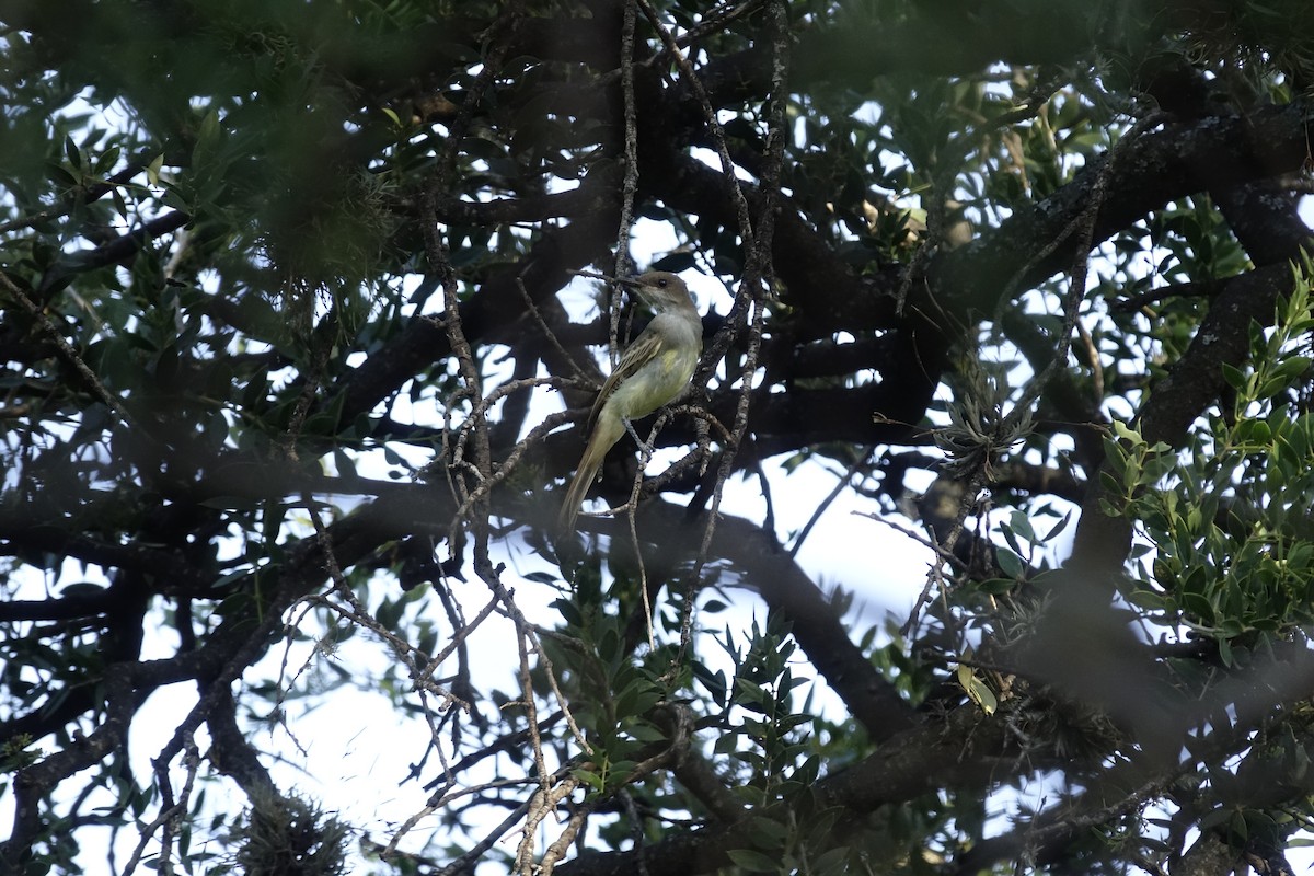 Large Elaenia - Silvio Montani