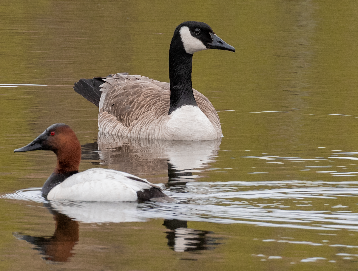 Canada Goose - ML619591992
