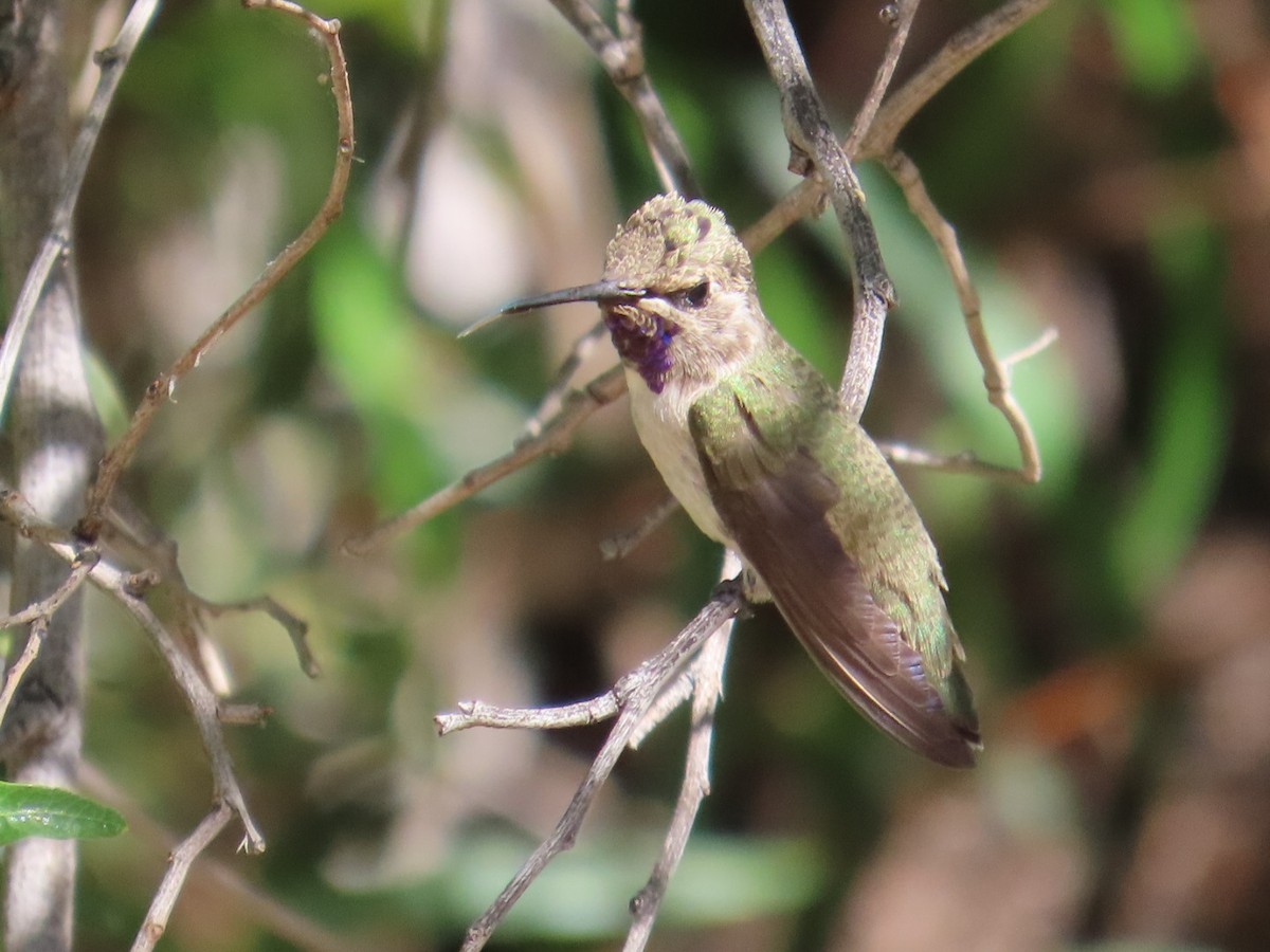 Costa's Hummingbird - Edward Raynor