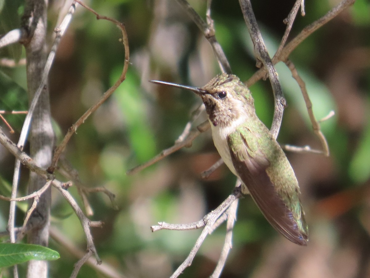 Costa's Hummingbird - Edward Raynor