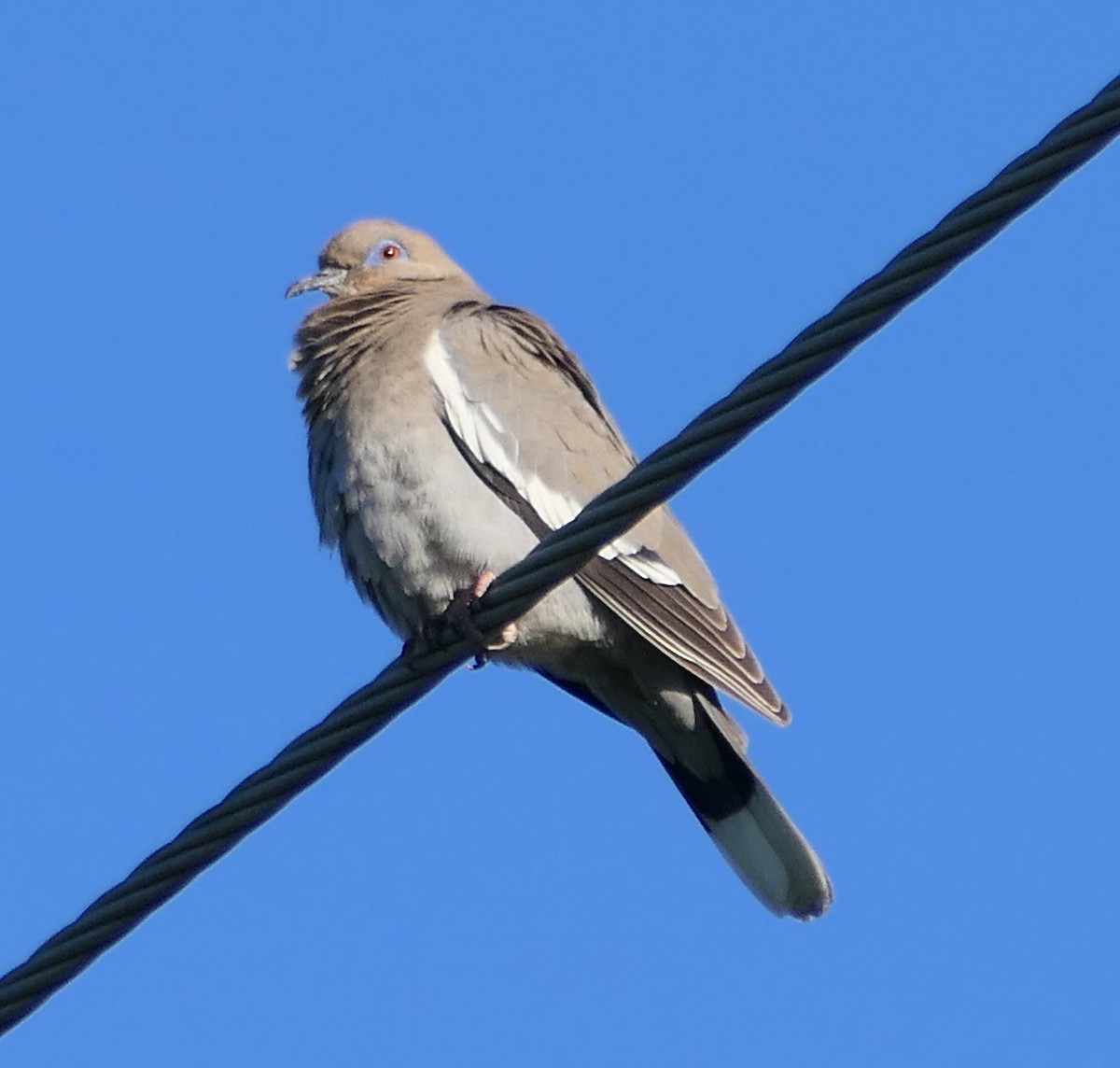 White-winged Dove - Melanie Barnett