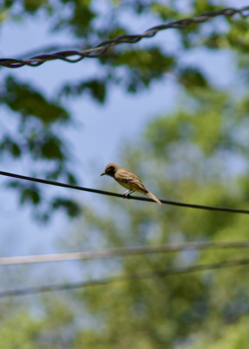 Great Crested Flycatcher - Sarah R