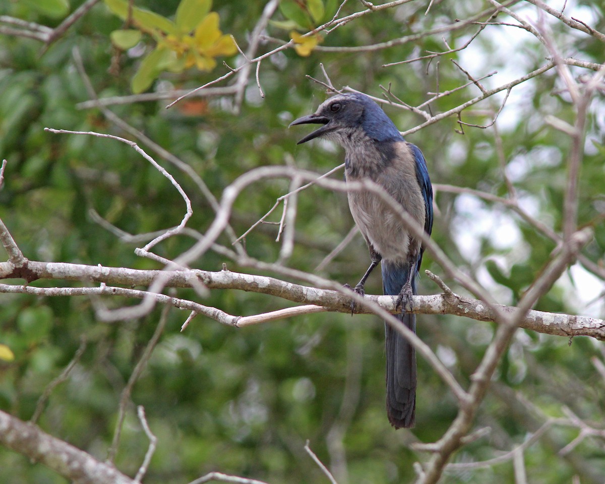 Florida Scrub-Jay - Mary Keim