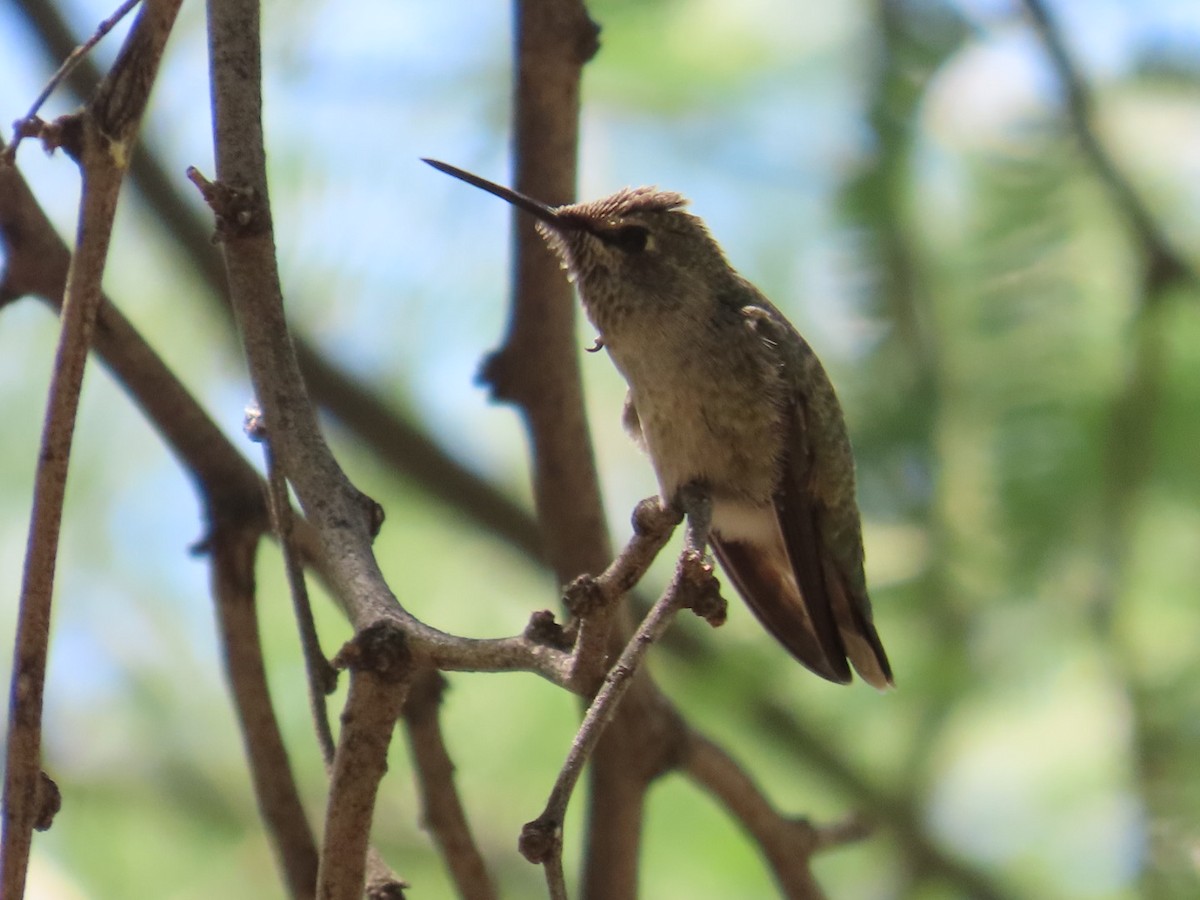 Anna's Hummingbird - Edward Raynor