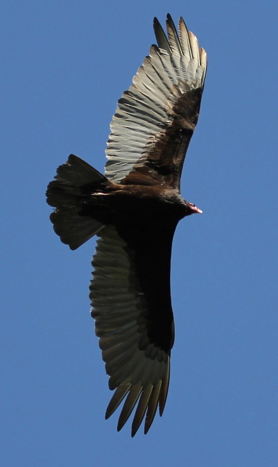 Turkey Vulture - Kelly Kline