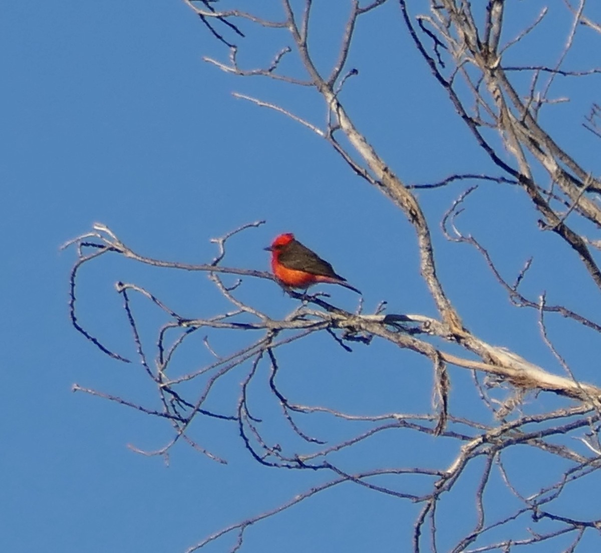 Vermilion Flycatcher - Melanie Barnett