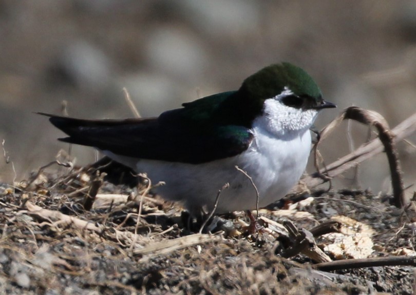 Violet-green Swallow - Kelly Kline