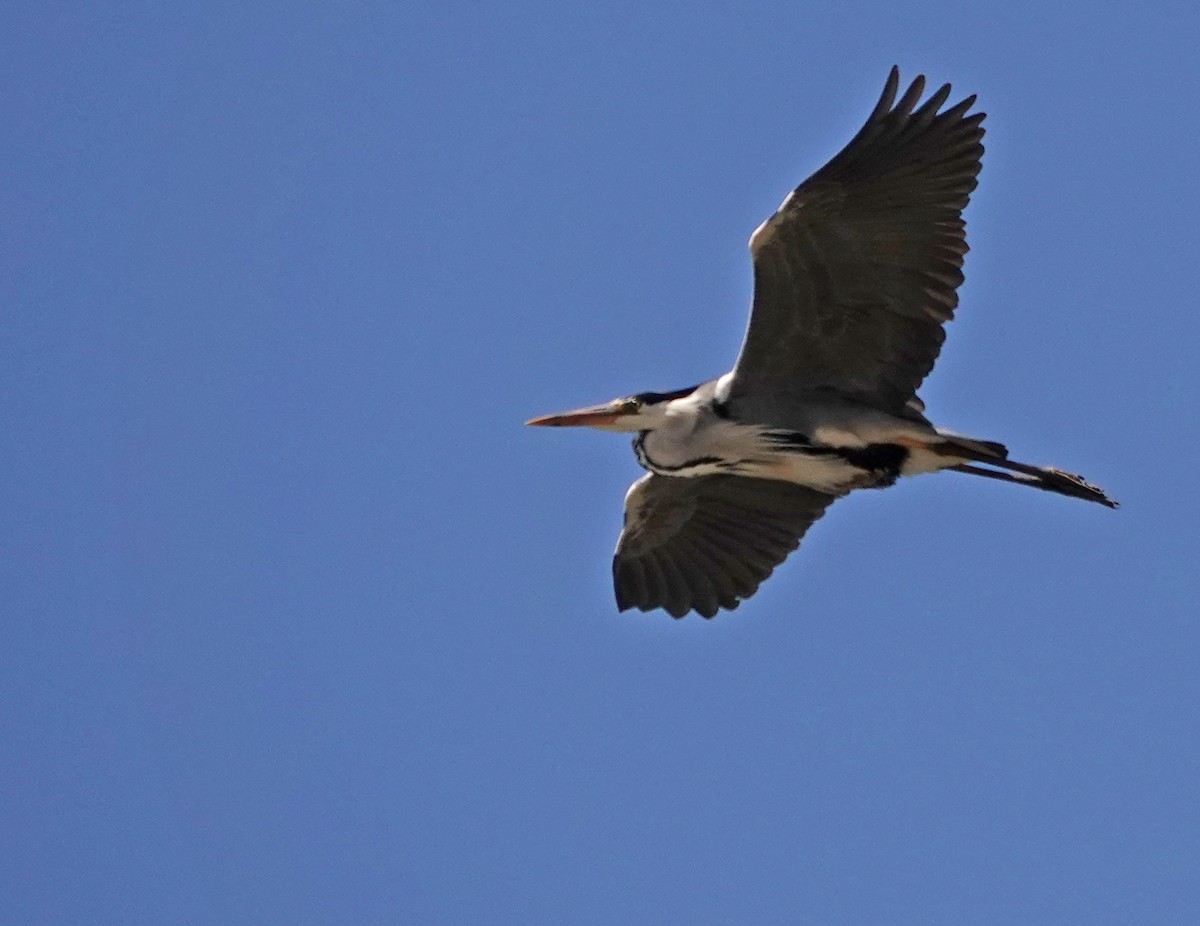 Purple Heron - Diane Drobka