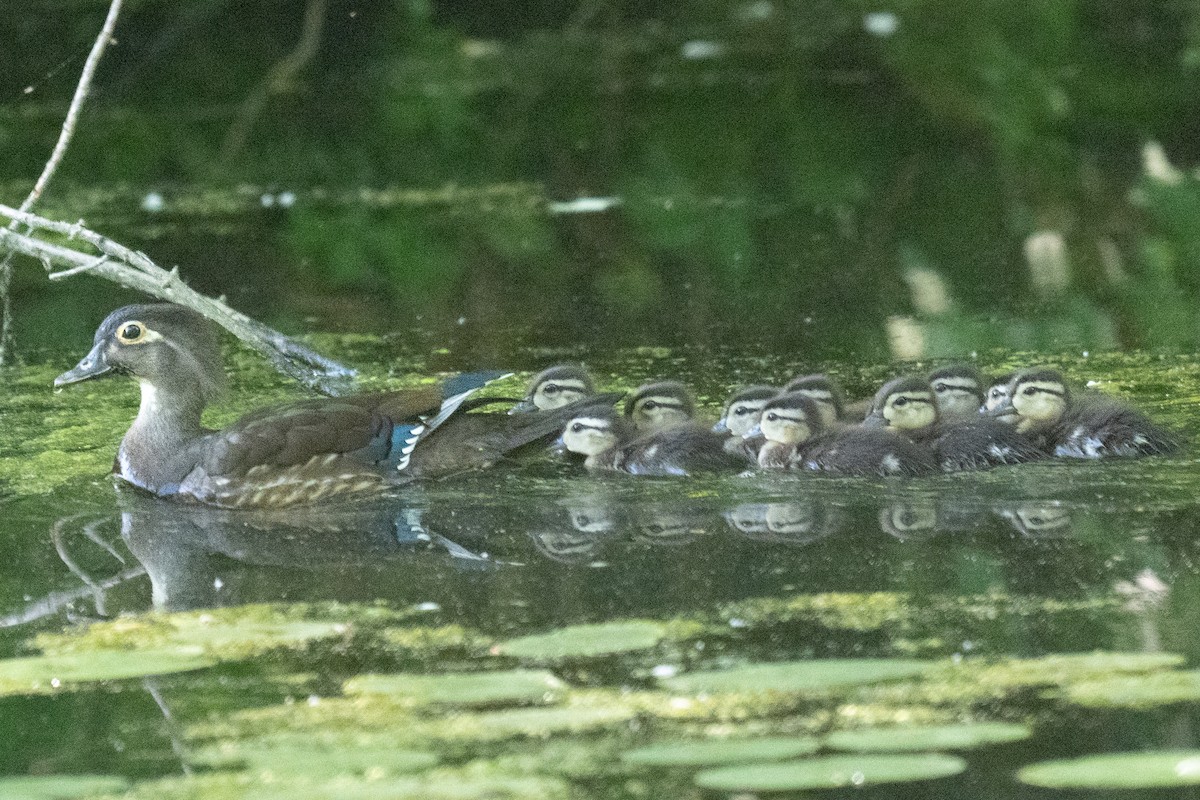 Wood Duck - ML619592023