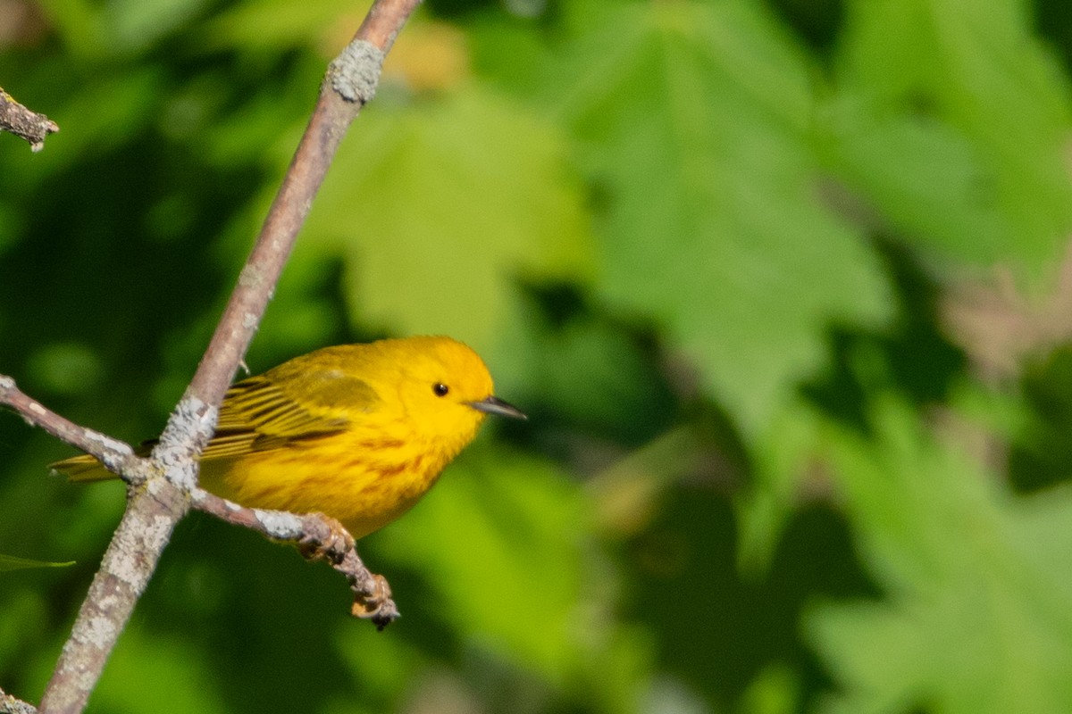 Yellow Warbler - Jeff Hullstrung