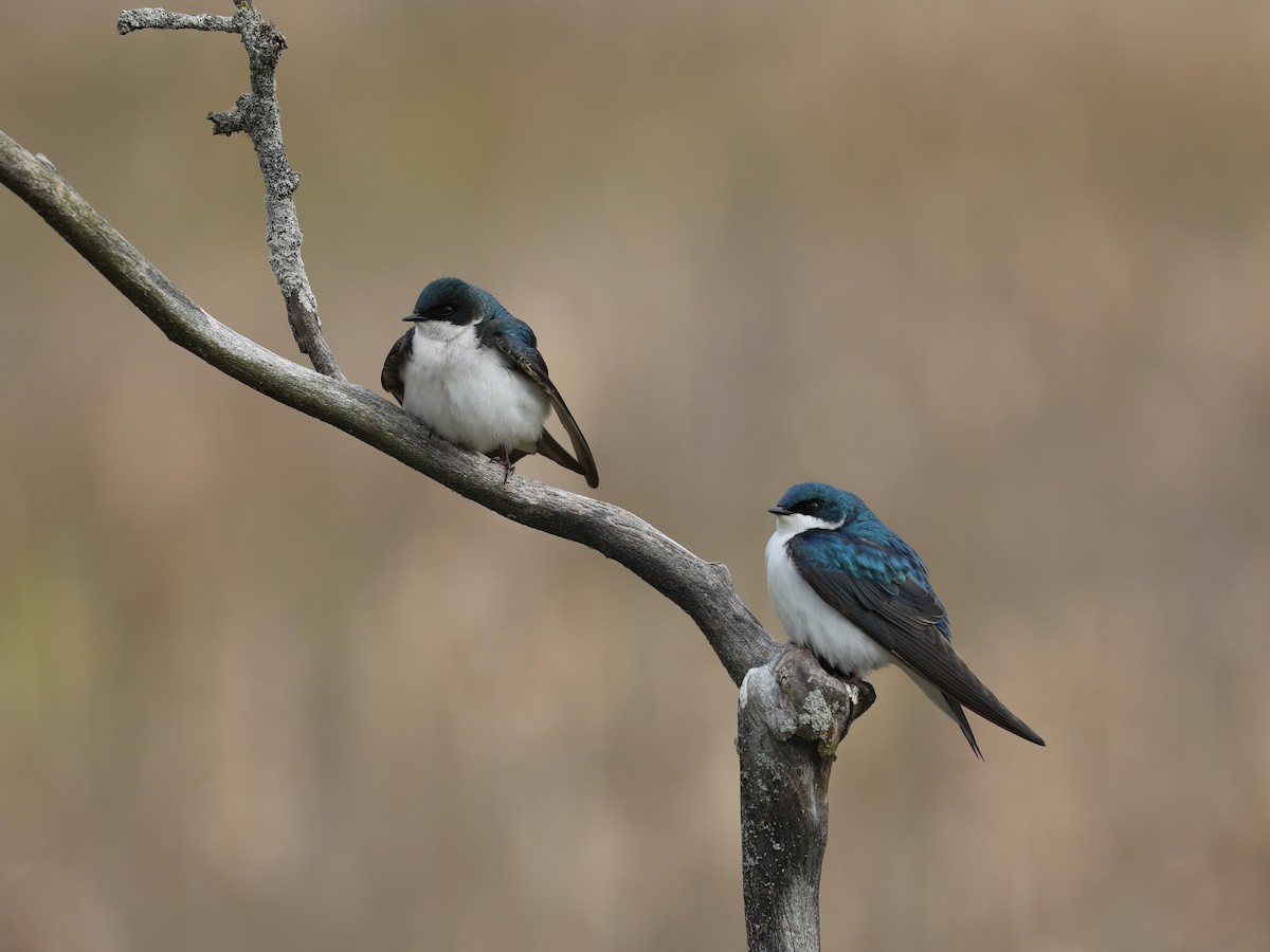 Tree Swallow - Daniel Hinnebusch