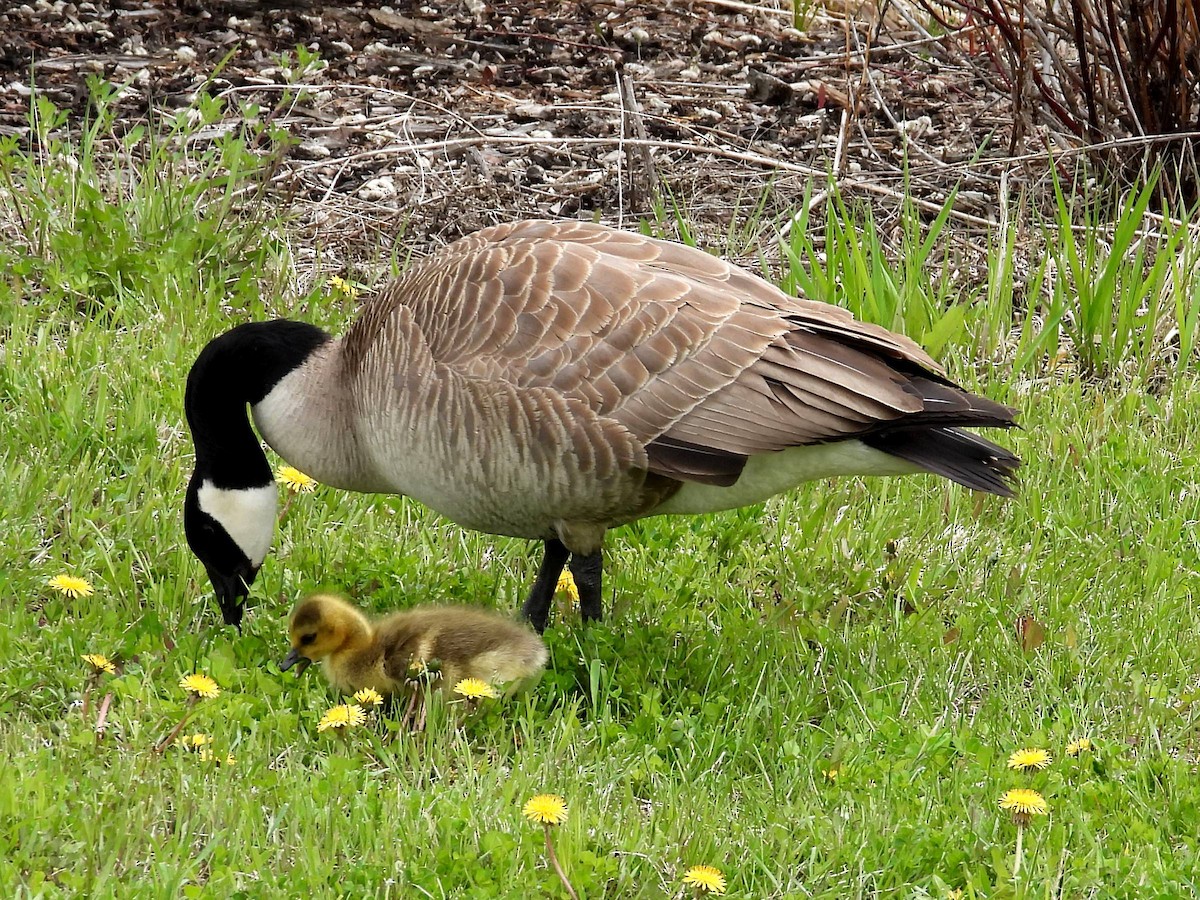 Canada Goose - Ted Hogg