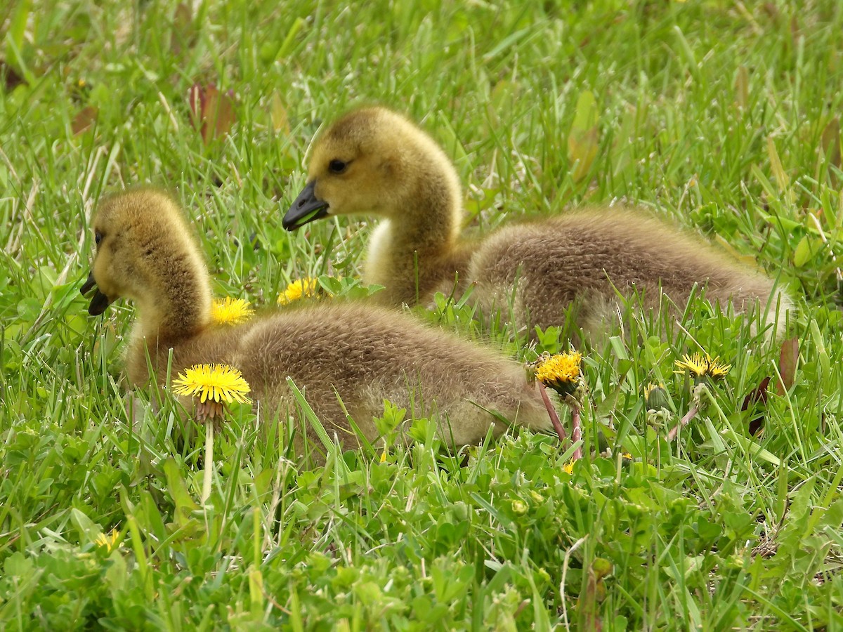 Canada Goose - Ted Hogg