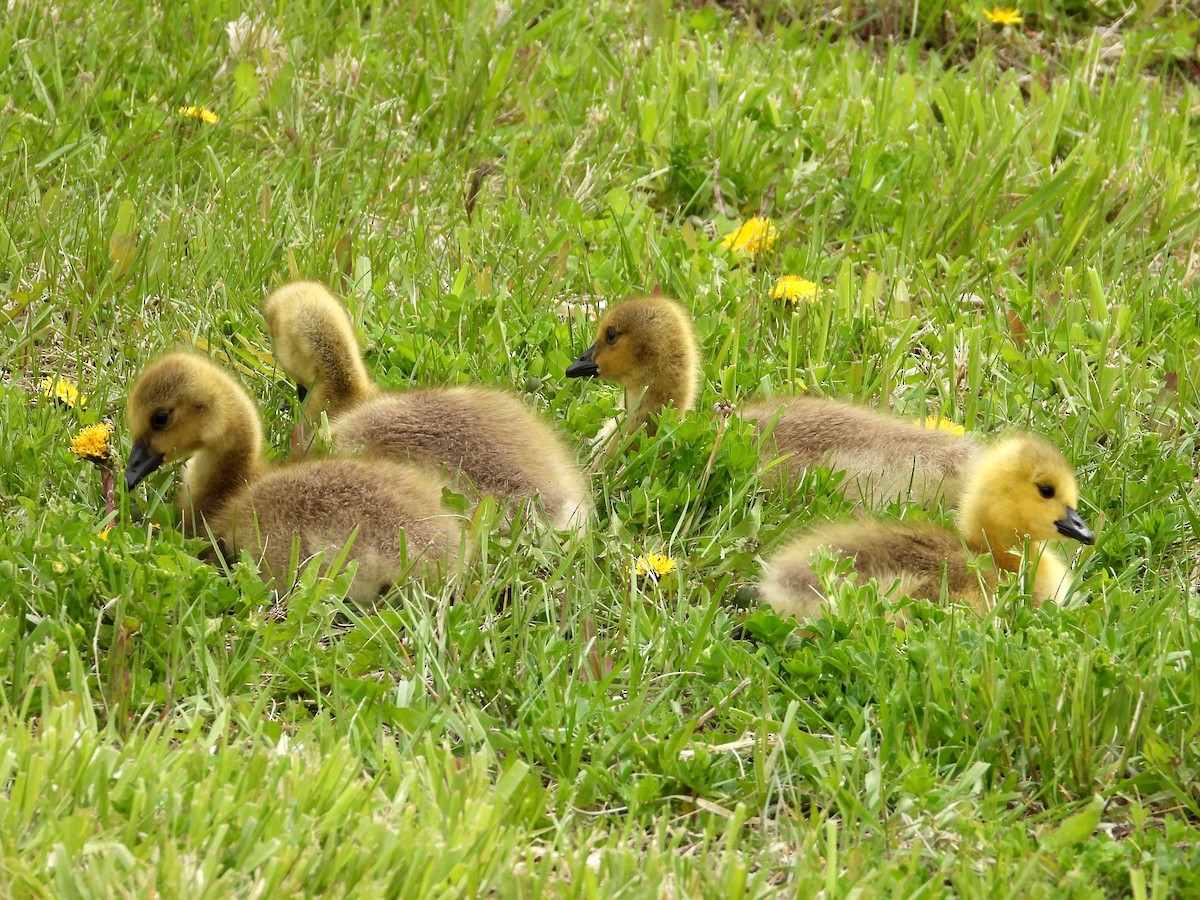 Canada Goose - Ted Hogg