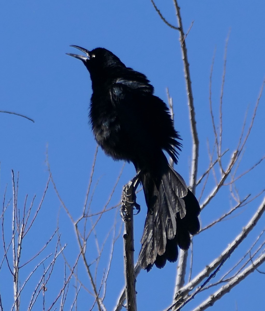 Great-tailed Grackle - Melanie Barnett