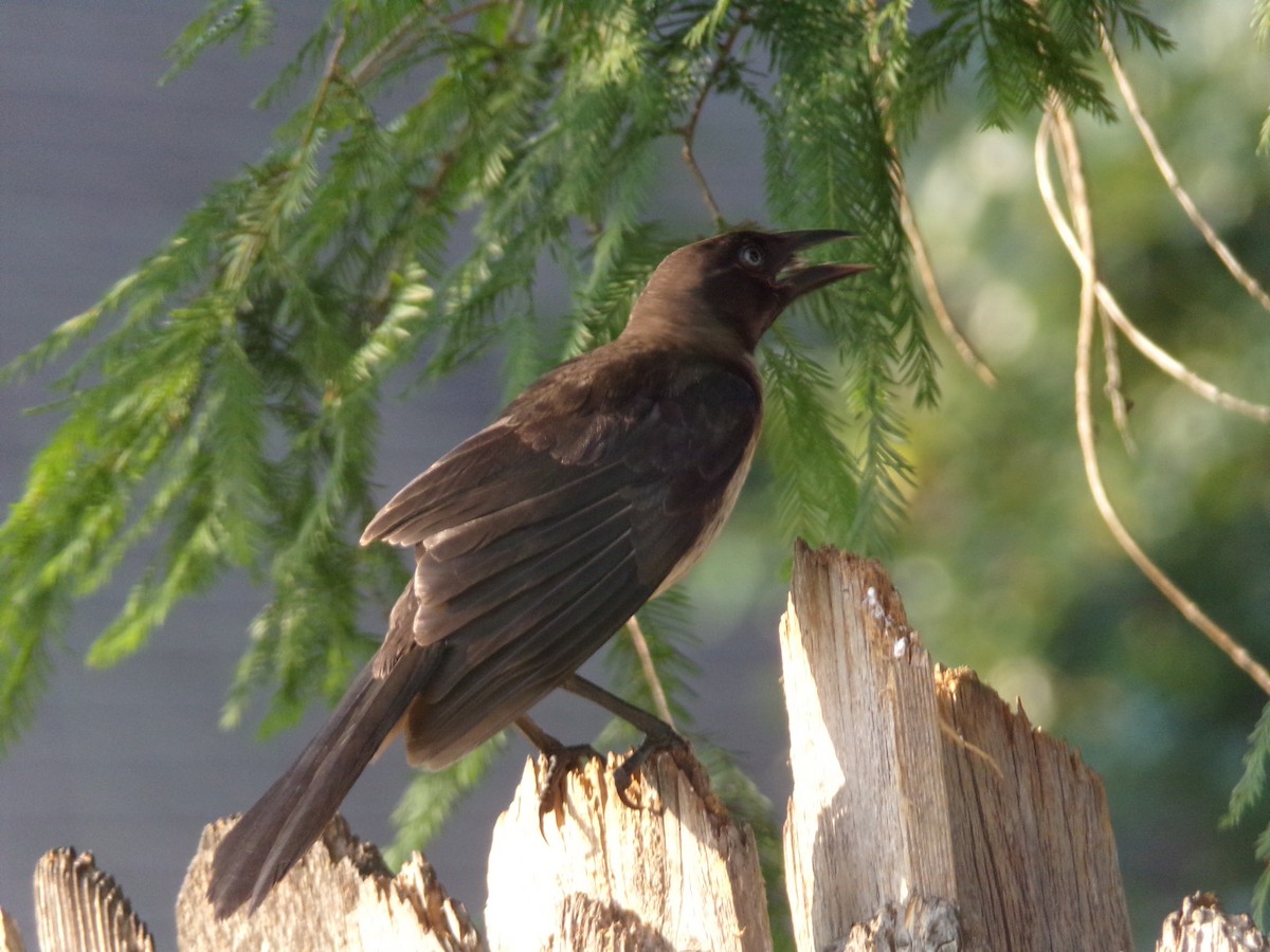 Common Grackle - Texas Bird Family