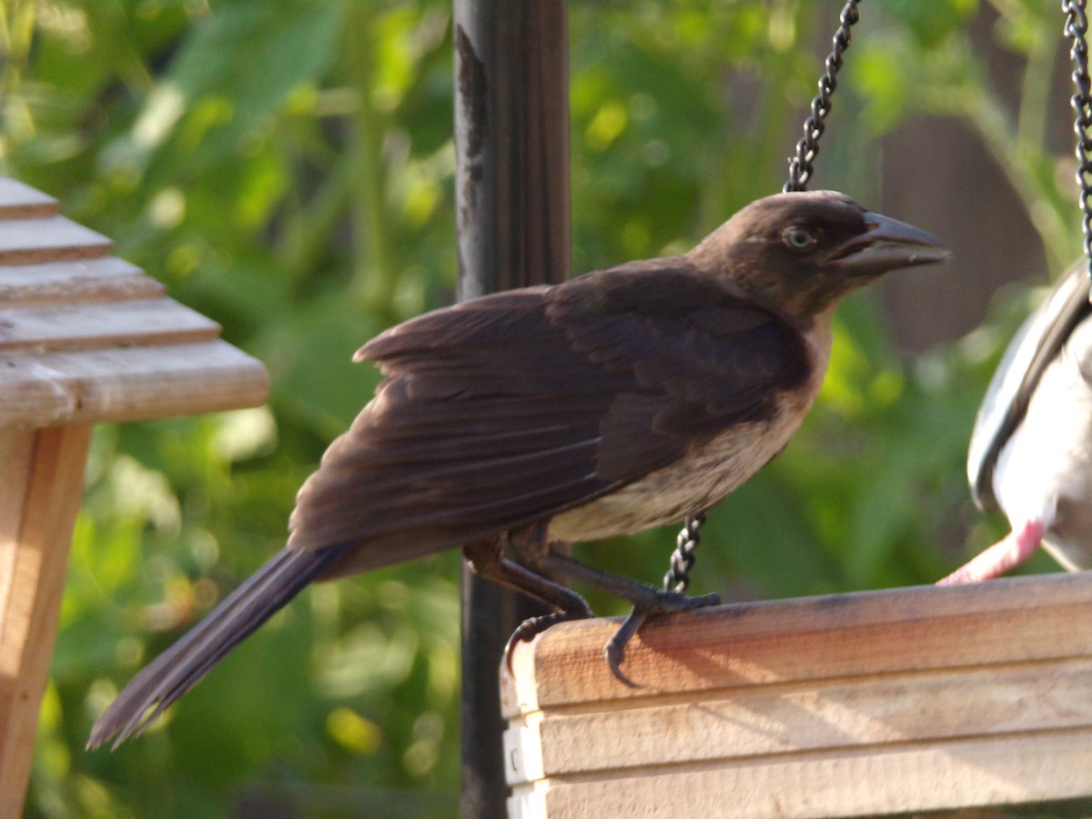 Common Grackle - Texas Bird Family