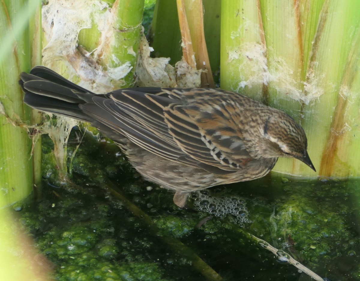 Red-winged Blackbird - Melanie Barnett