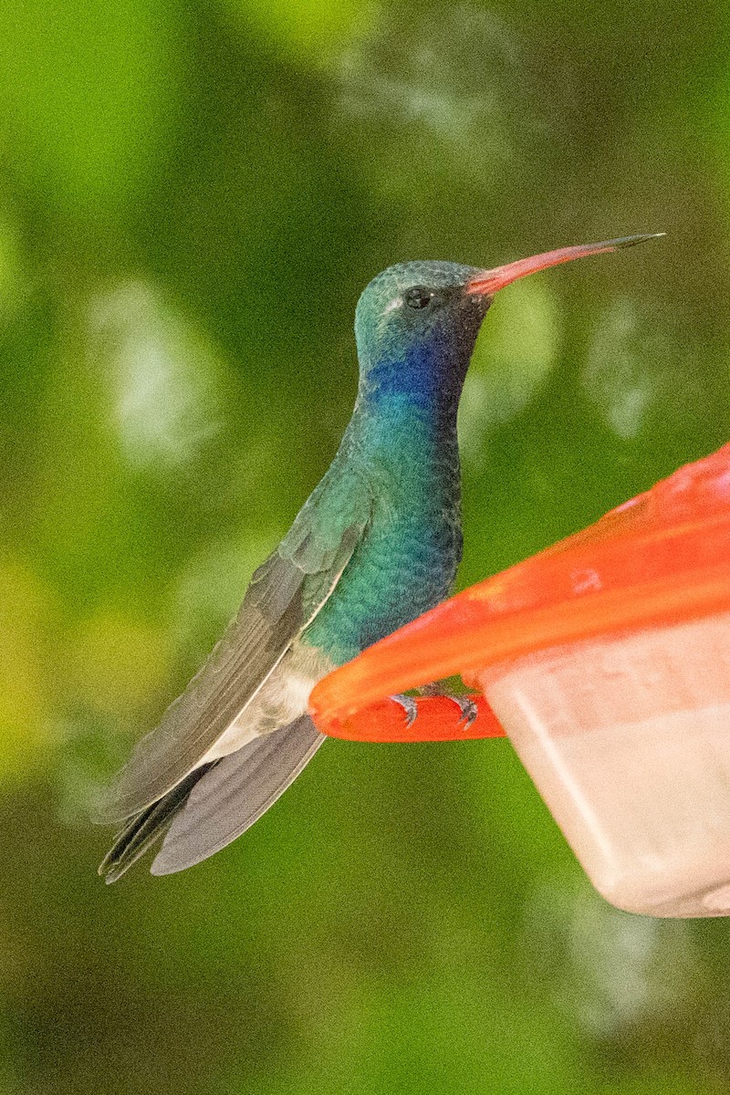 Broad-billed Hummingbird - Allan Spradling