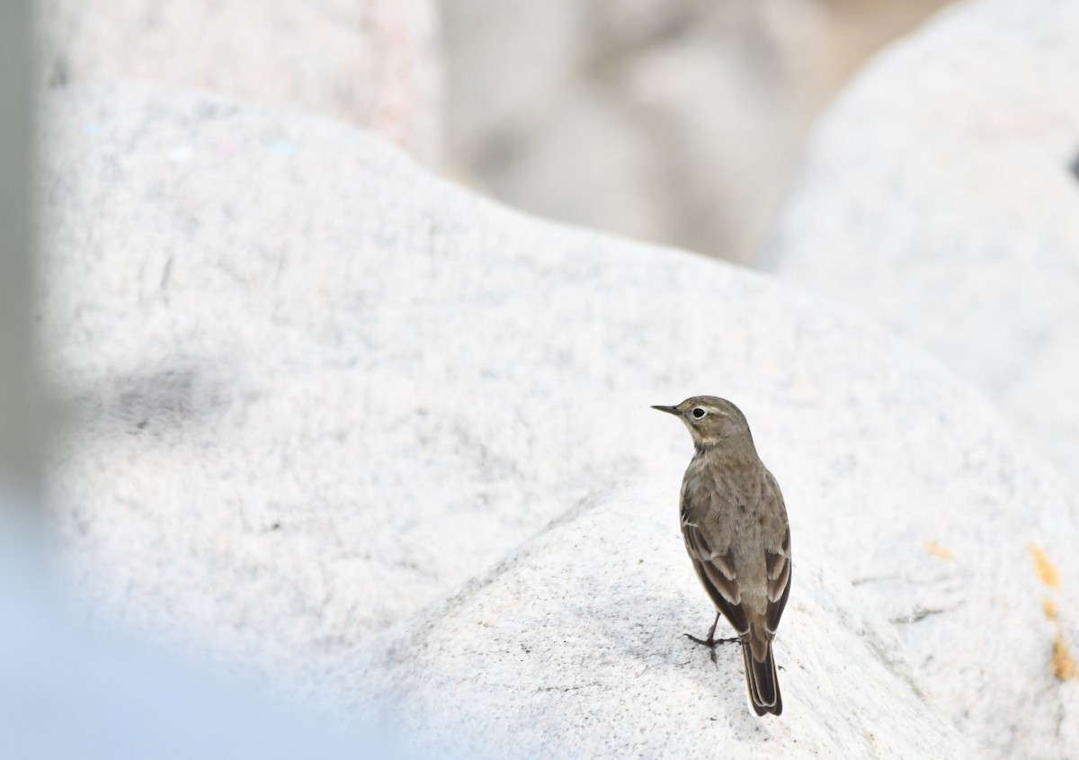 American Pipit - Monique Maynard