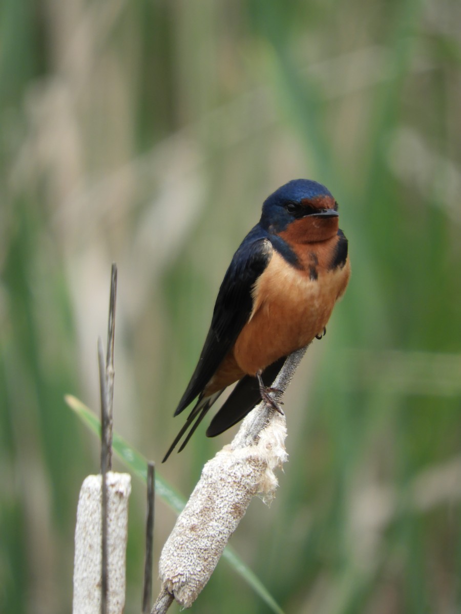 Barn Swallow - Thomas Bürgi