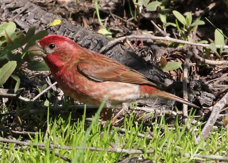 Purple Finch - Kelly Kline