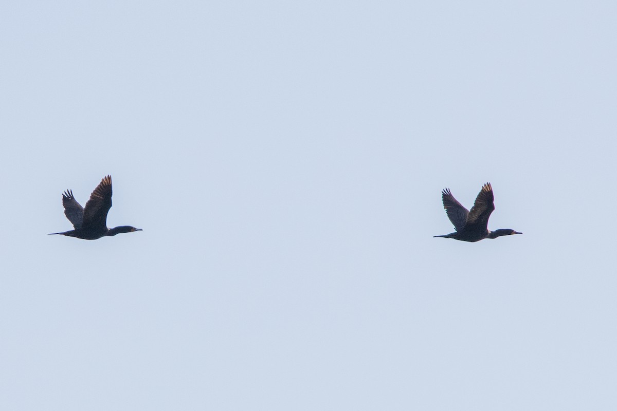 Double-crested Cormorant - Jeff Hullstrung