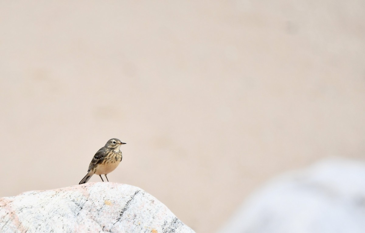 American Pipit - Monique Maynard