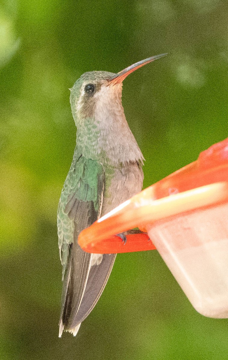 Broad-billed Hummingbird - Allan Spradling