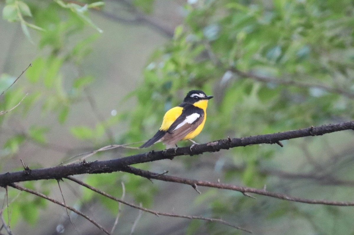 Yellow-rumped Flycatcher - Starlit Chen