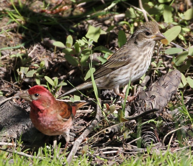 Purple Finch - Kelly Kline