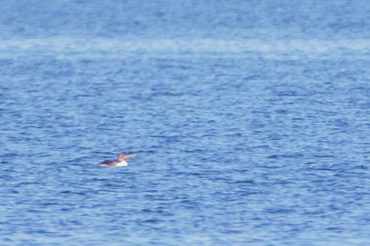 Common Loon - Jeff Hullstrung