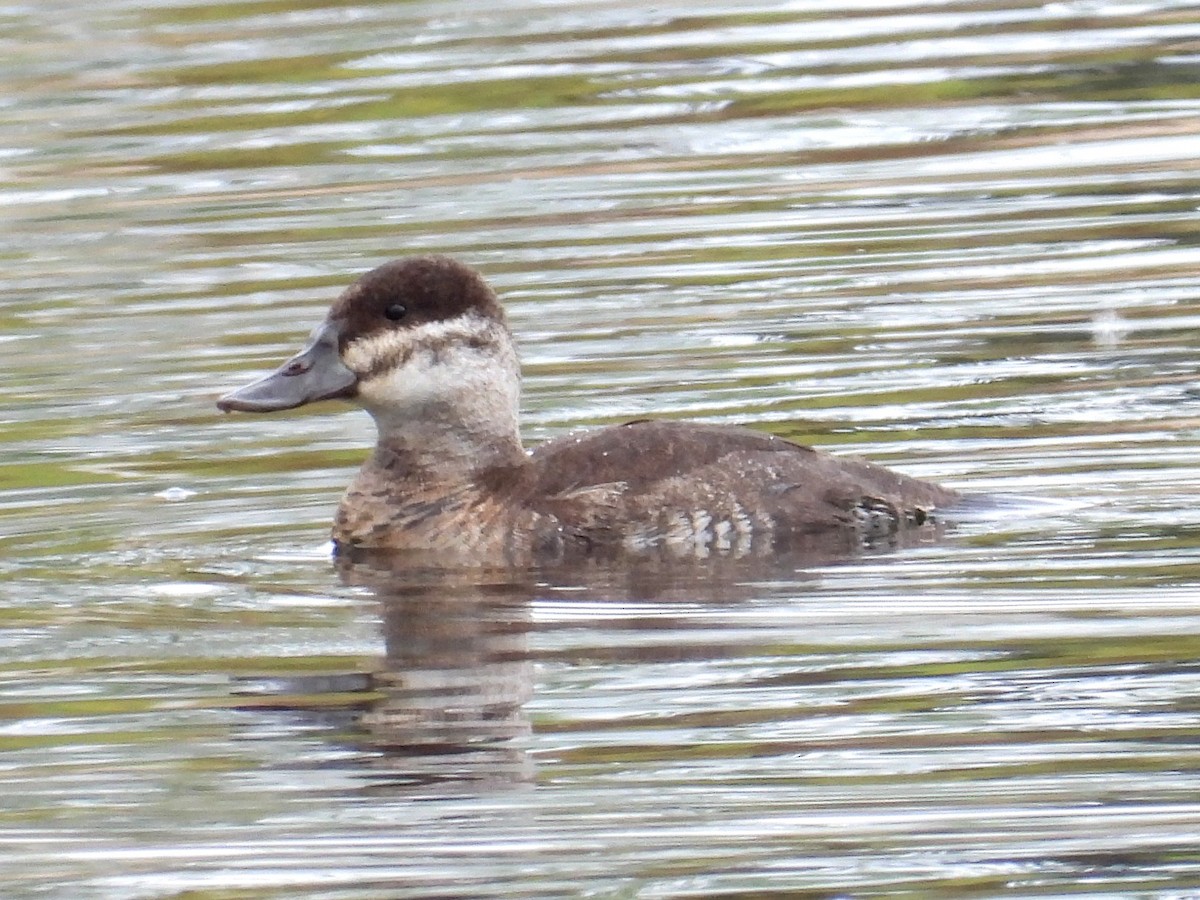 Ruddy Duck - Ted Hogg