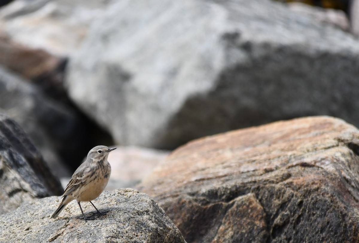 American Pipit - Monique Maynard