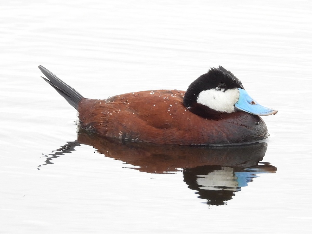 Ruddy Duck - ML619592093