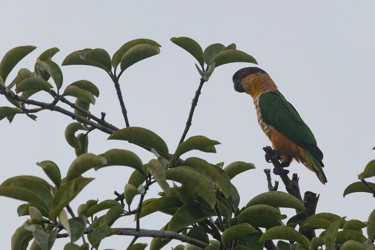 Black-headed Parrot - Jhonathan Miranda - Wandering Venezuela Birding Expeditions