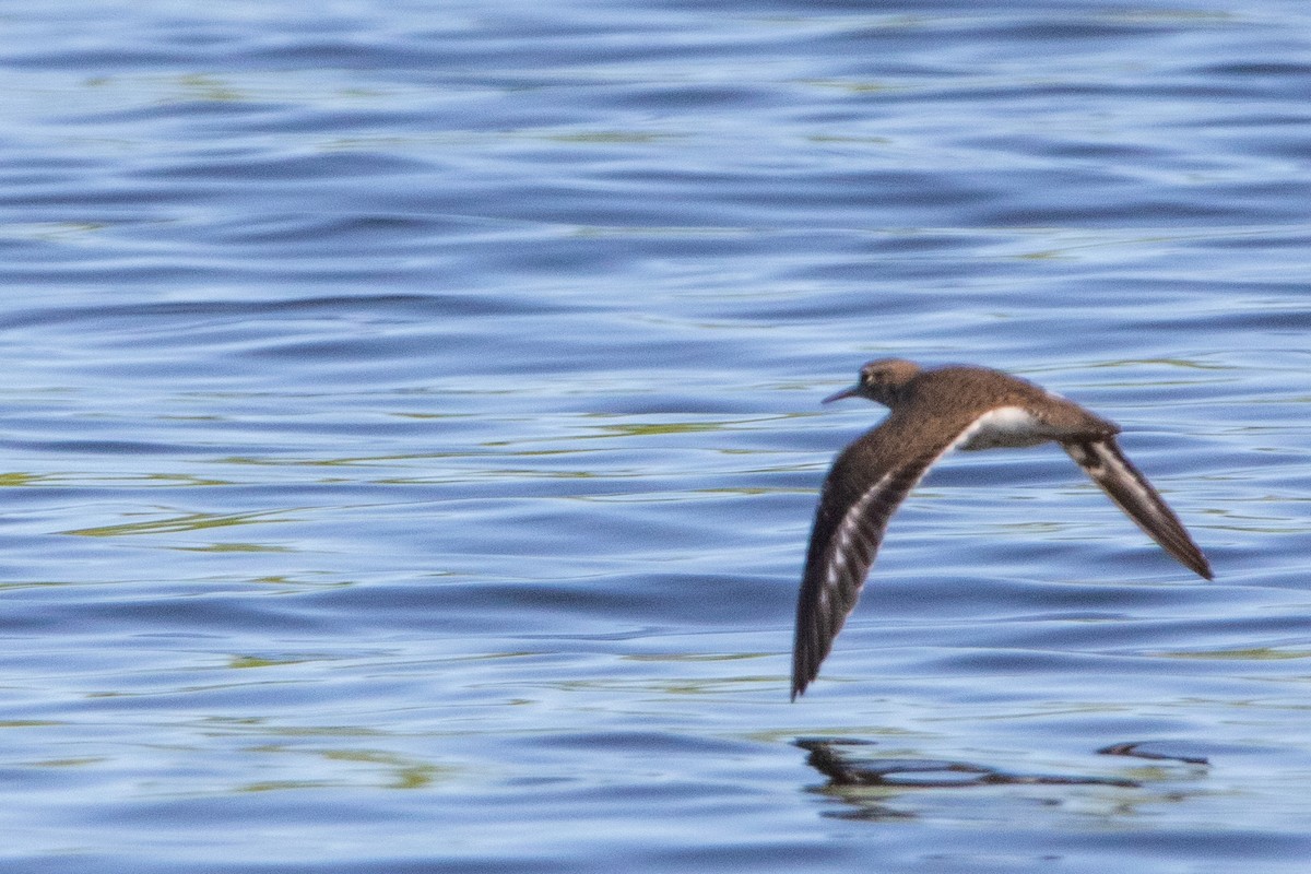 Spotted Sandpiper - Jeff Hullstrung