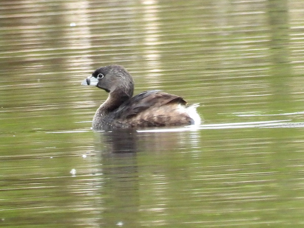 Pied-billed Grebe - Ted Hogg