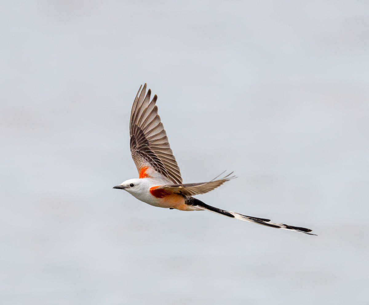 Scissor-tailed Flycatcher - Scott Murphy